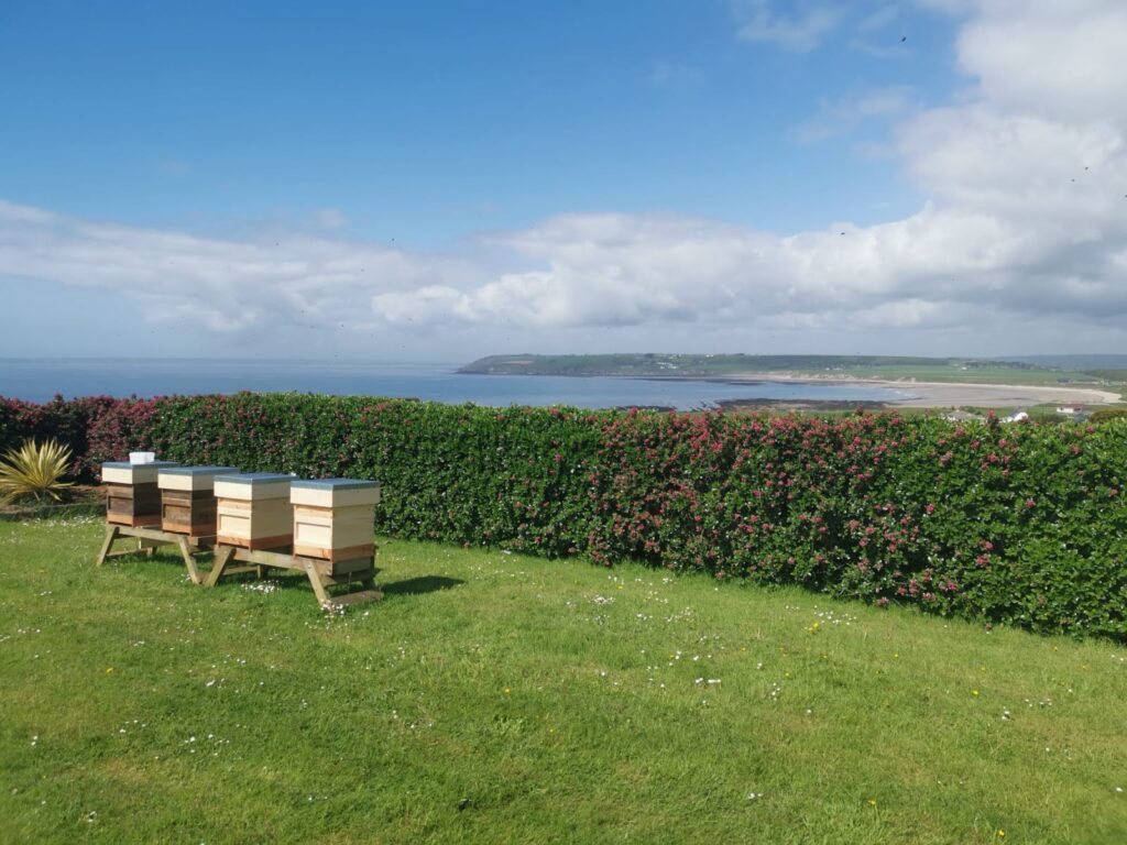 Black Bee Apiaries
